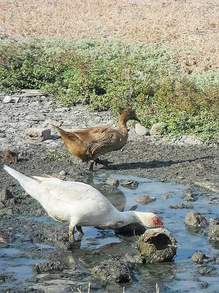 Индийский бегунок — фото в Авиариуме Парка Сказка