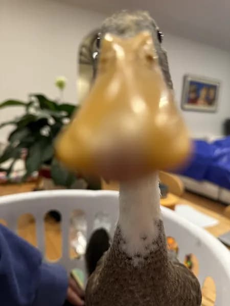 Индийский бегунок — фото 3