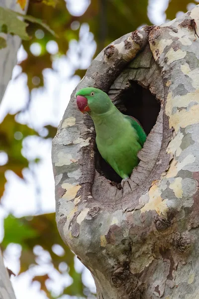 Александрийский попугай