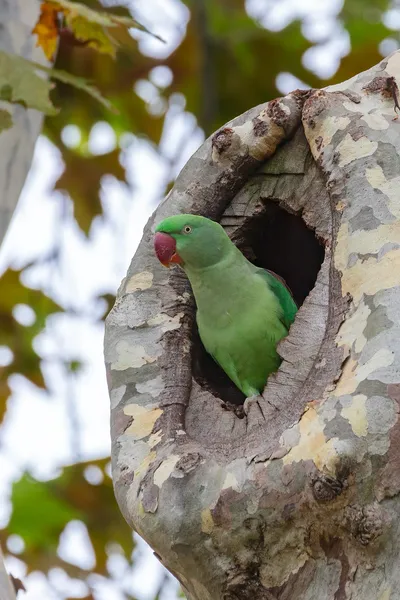 Александрийский попугай