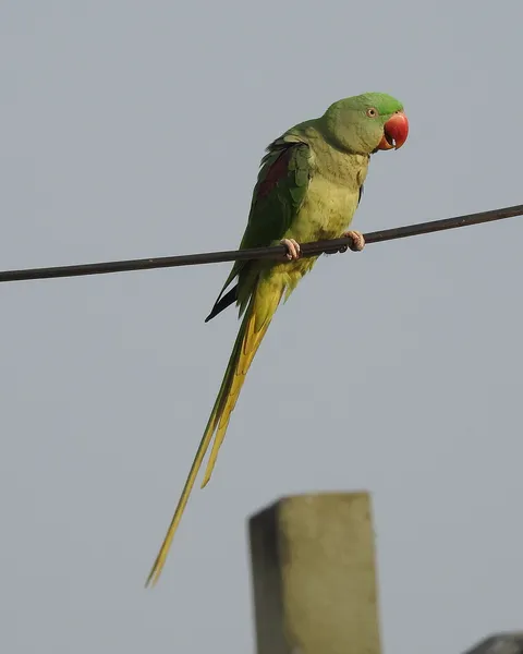 Александрийский попугай