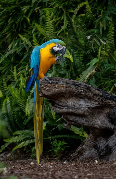 Ара сине-жёлтый