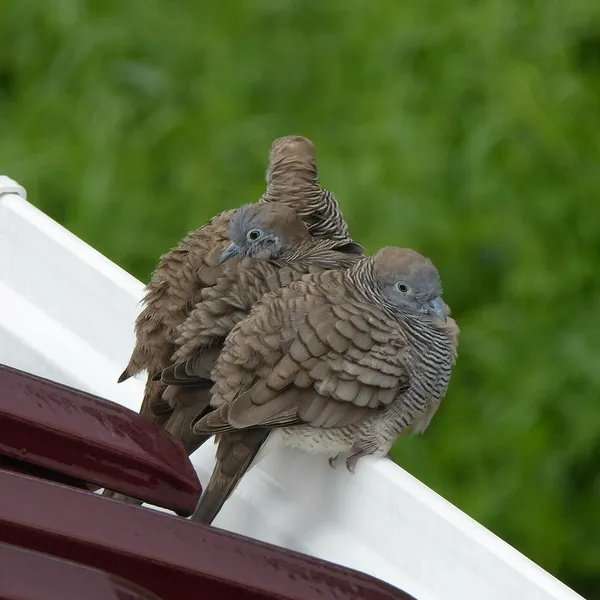 Австралийская ястребиная горлица