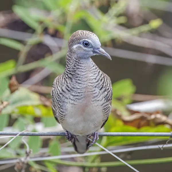 Австралийская ястребиная горлица