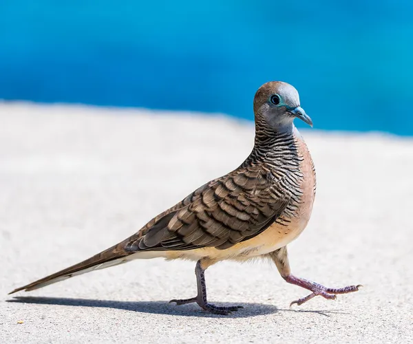 Австралийская ястребиная горлица