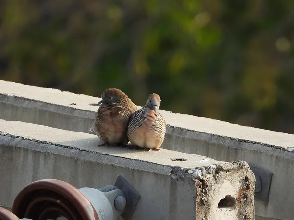 Австралийская ястребиная горлица