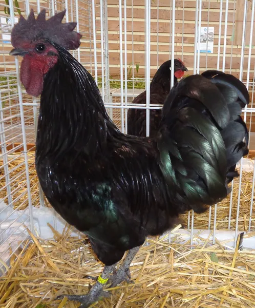 Айям цемани