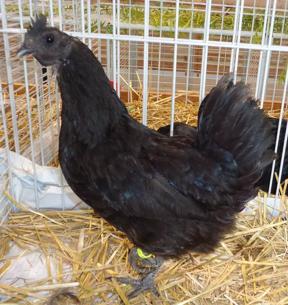 Айям цемани