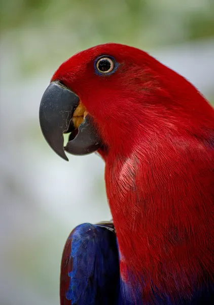 Благородный попугай