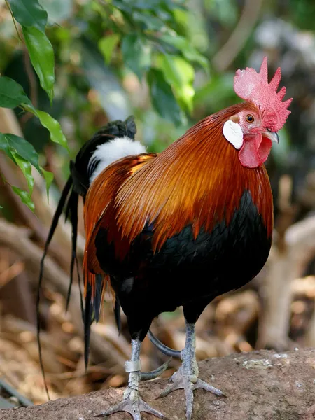 Бойцовская курица