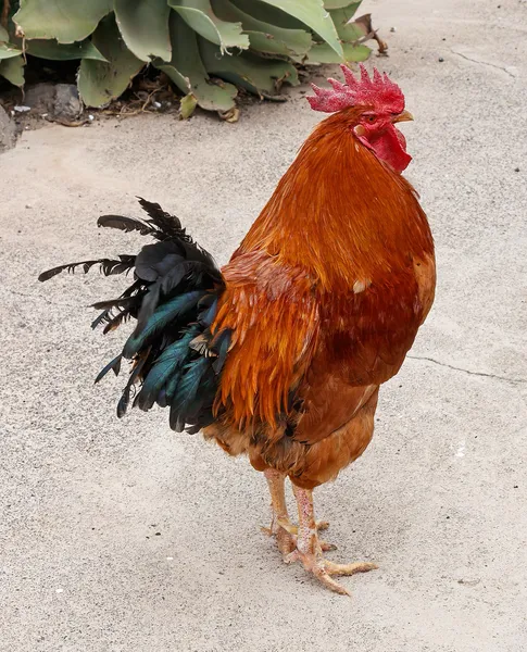 Бойцовская курица