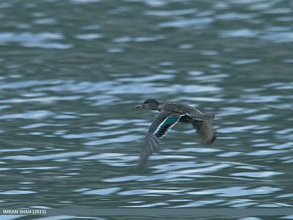 Чирок-свистунок