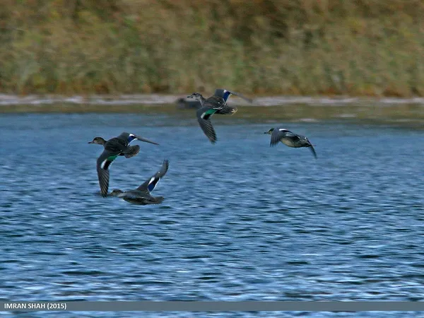 Чирок-свистунок