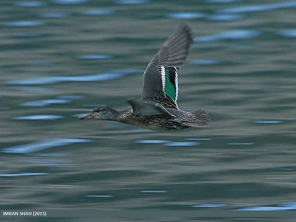 Чирок-свистунок