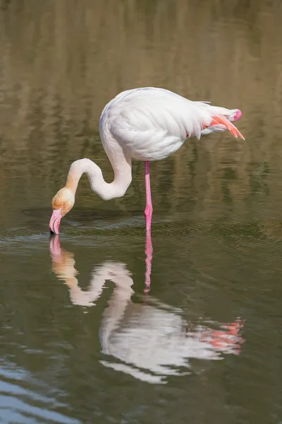 Фламинго розовый