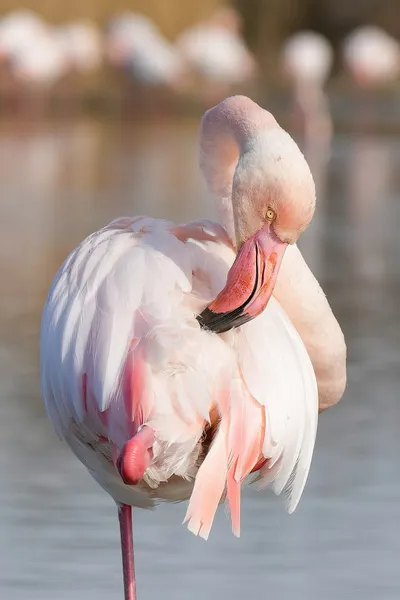 Фламинго розовый