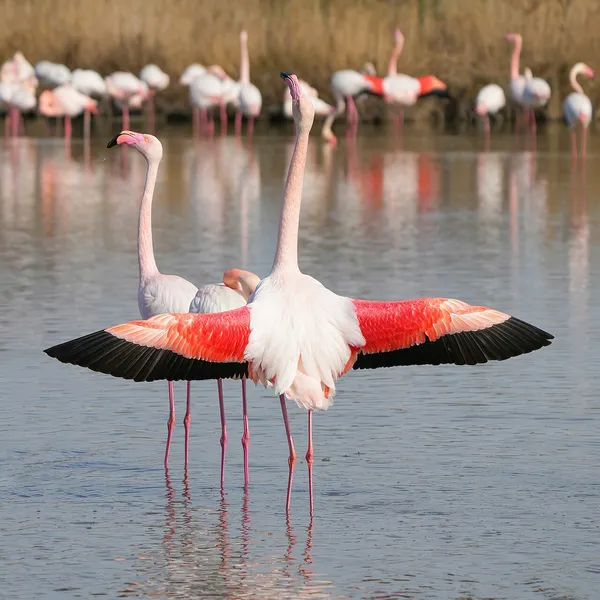 Фламинго розовый