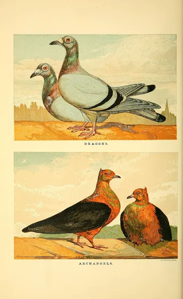 Голубь дракон