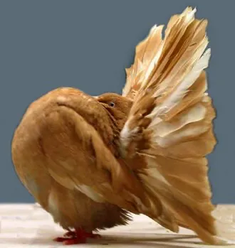 Голубь павлин