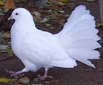 Голубь павлин