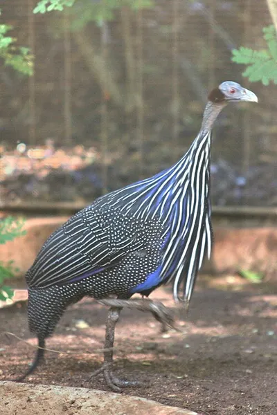 Грифовая цесарка