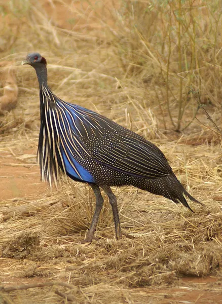 Грифовая цесарка