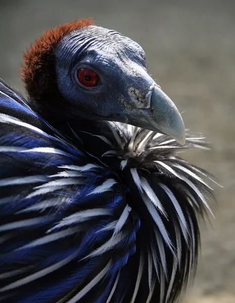 Грифовая цесарка