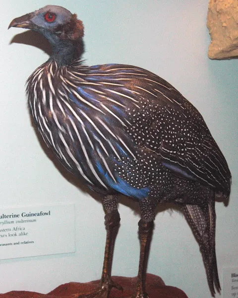 Грифовая цесарка