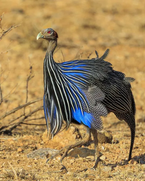 Грифовая цесарка