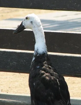 Индийский бегунок