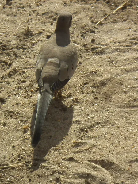 Капская горлица