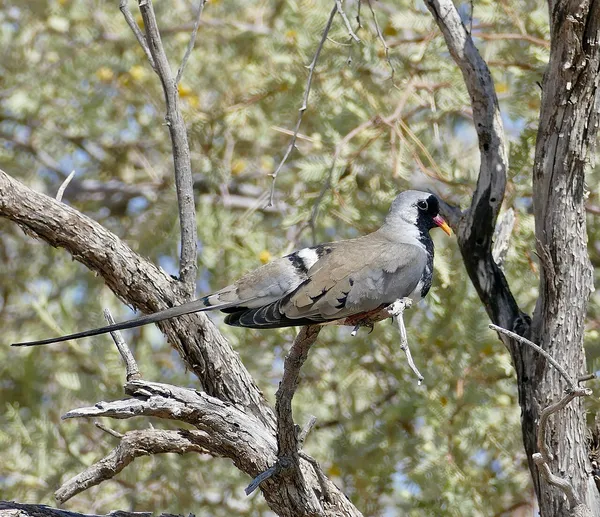 Капская горлица