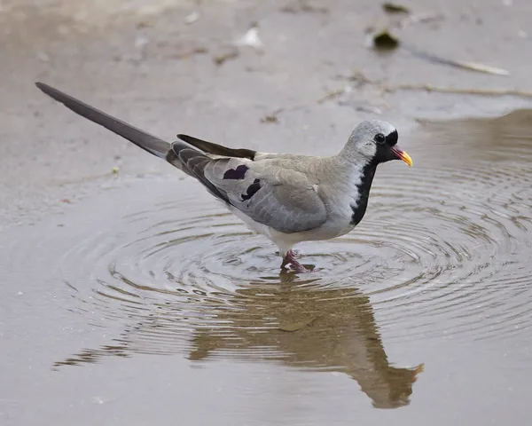 Капская горлица