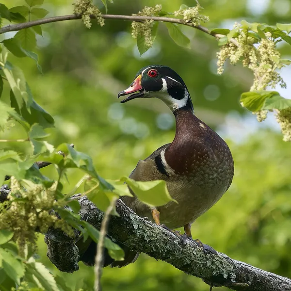Каролинская утка