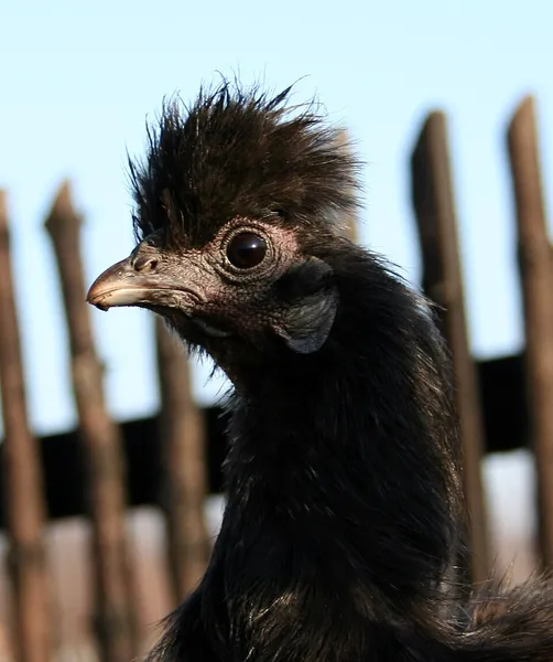 Китайская хохлатая