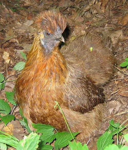 Китайская хохлатая