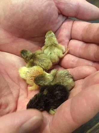 Китайский перепел