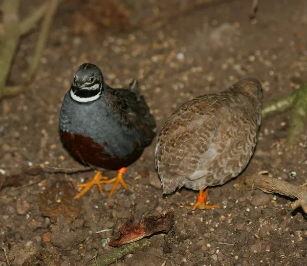 Китайский перепел