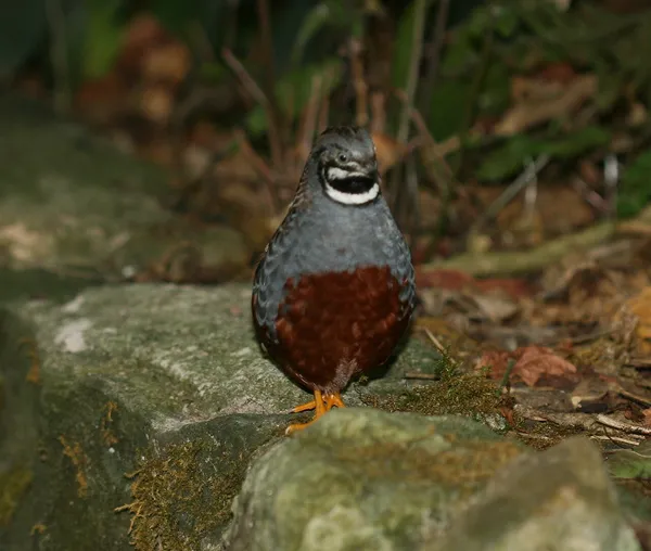 Китайский перепел