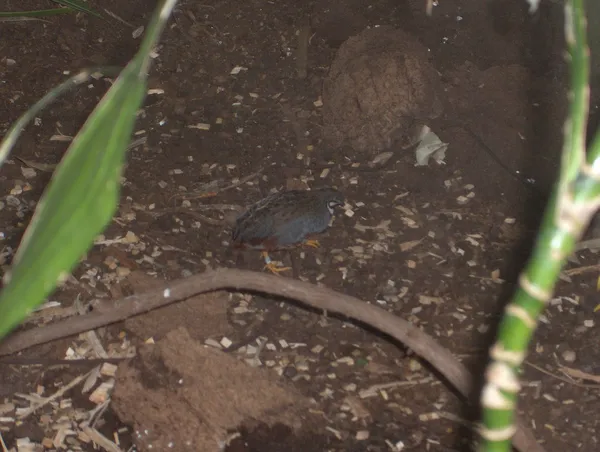 Китайский перепел