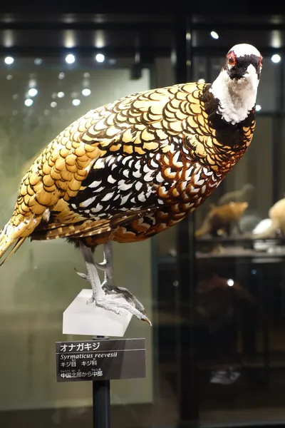 Королевский фазан