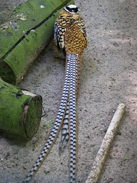 Королевский фазан