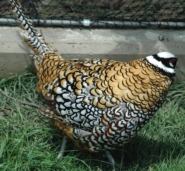 Королевский фазан