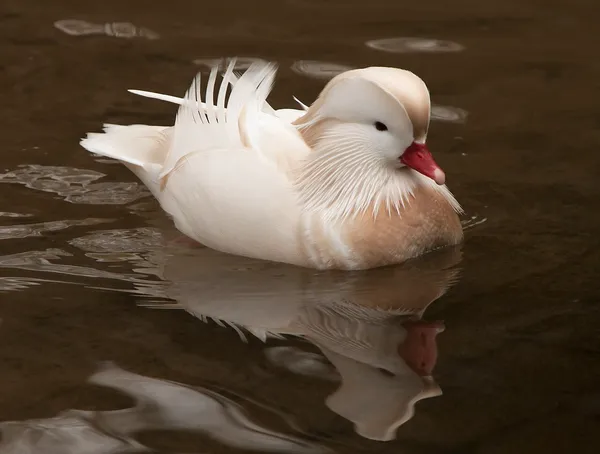 Мандаринка белая