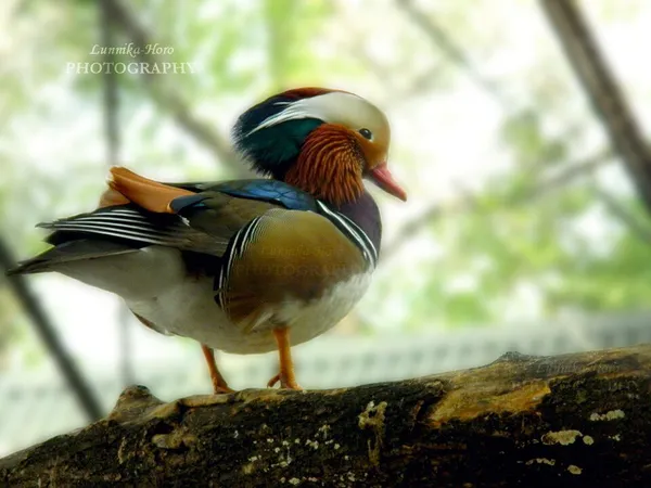 Мандаринка белая