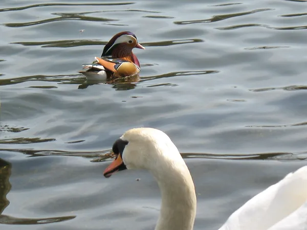 Мандаринка белая