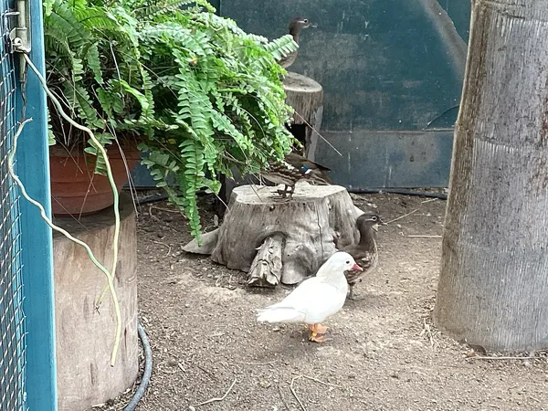 Мандаринка белая