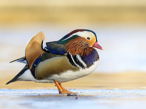 Мандаринка