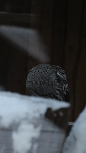 Неясыть бородатая