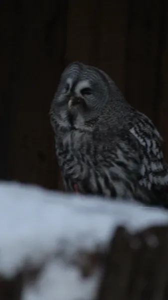 Неясыть бородатая